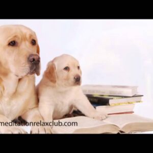Pet Therapy: Dog Spa with Healing Music for Pet Care and Dog Day Care