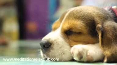 Pet Therapy: Relaxing Sleep Music for Dogs and Cats