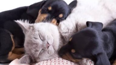 Pet Therapy Sleep Music for Pets Cats and Dogs, Relaxing Sleeping Music