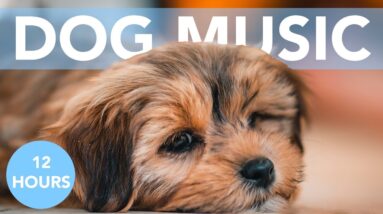 PUPPY MUSIC - 12 Hours of Soothing Lullabies for Dogs & Puppies!