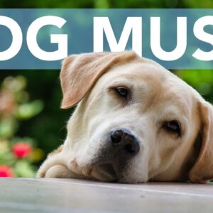 Relax My Dog - #1 Sweet Dreams Music (DELUXE ALBUM)