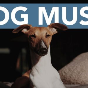 RELAX MY DOG! The BEST Calming Music for Anxious Dogs! NEW 2021!