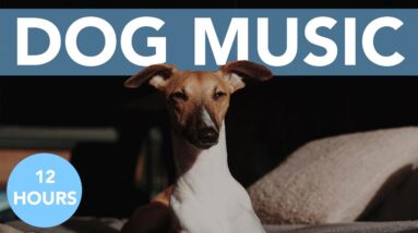 RELAX MY DOG! The BEST Calming Music for Anxious Dogs! NEW 2021!