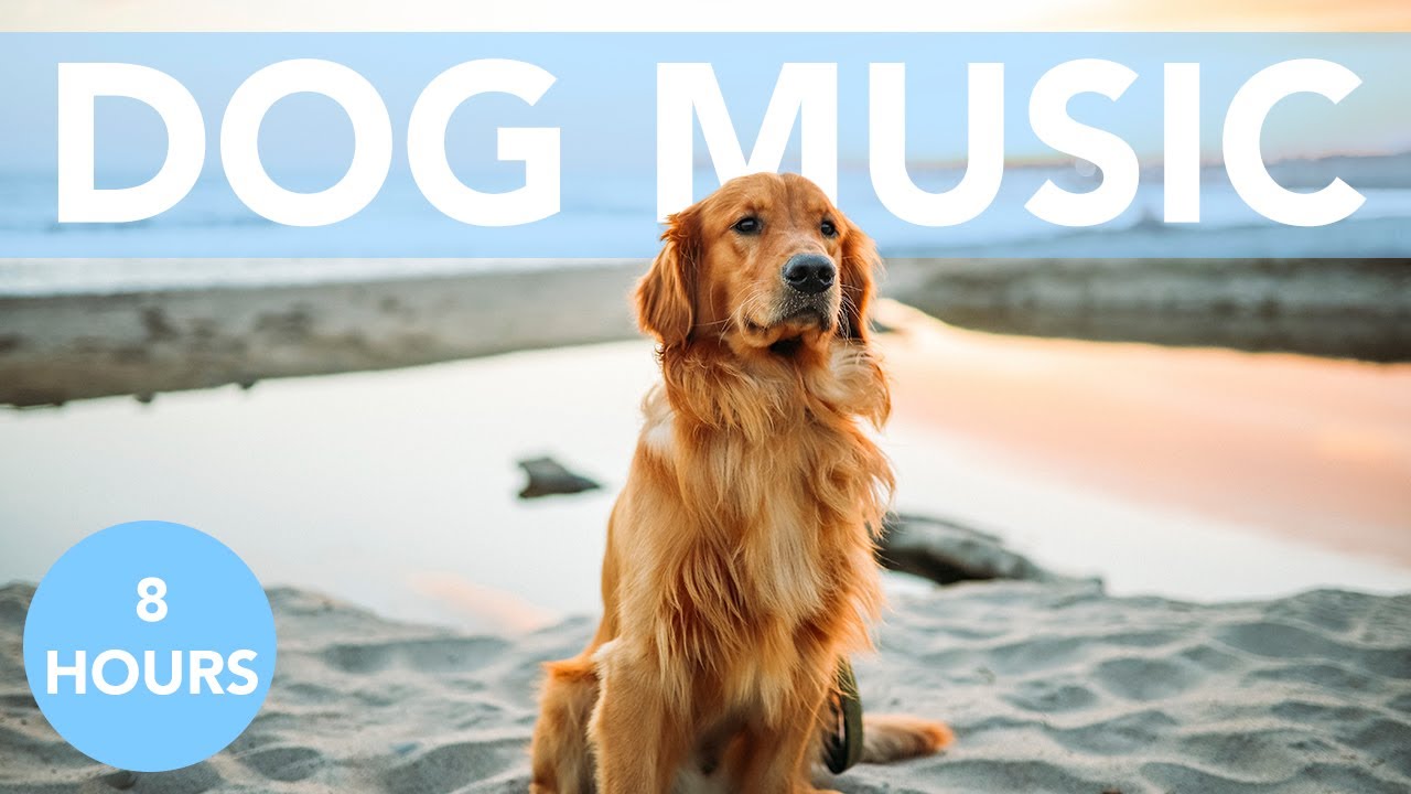 8-hours-of-relaxing-music-for-dogs-music-for-dogs-to-sleep-helped-12