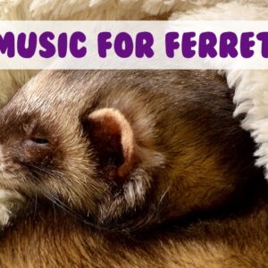 Relaxing Music for Your Ferret