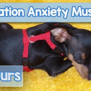 12 Hours of DEEP SEPARATION ANXIETY MUSIC For Dogs! Helped 10 Million Dogs! NEW!