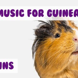 30 Minutes of the Best Guinea Pig Music Around! Relax Your Guinea Pig with Music!