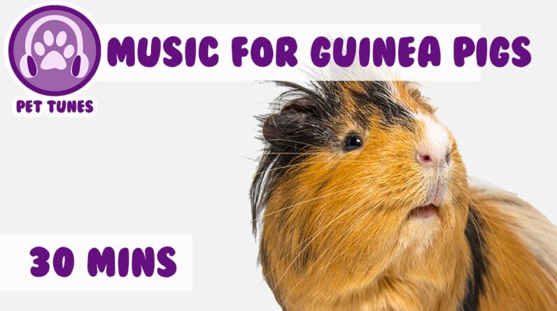 30 Minutes of the Best Guinea Pig Music Around! Relax Your Guinea Pig with Music!