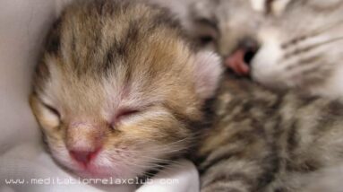 Music for Cats: Sleep Songs for Pet Therapy & Calming Sounds to Send Your Cat to Sleep