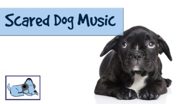 Scared Dog Music! Music for Frightened Dogs or Puppies.