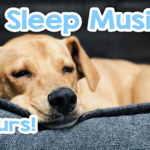 Dog Sleep Music - 15 hours of Relaxing Melodies to keep your dog asleep! ðŸ�¶