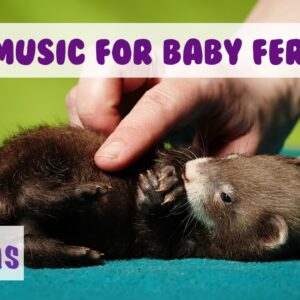 Music to Calm Baby Ferrets, Soothing Music for Baby Ferrets, How to Look After Ferrets, Young Ferret