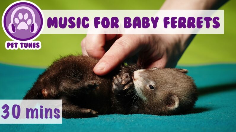 Music to Calm Baby Ferrets, Soothing Music for Baby Ferrets, How to Look After Ferrets, Young Ferret