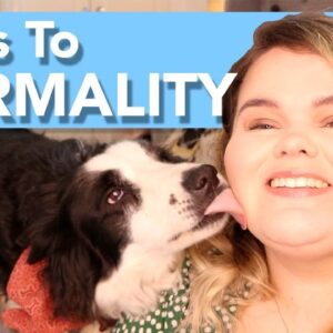 Steps to Normality with Your Dog!