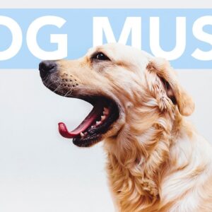 4th of July FIREWORK Music for Dogs! Soothe Your Dog and Calm Their Fear!