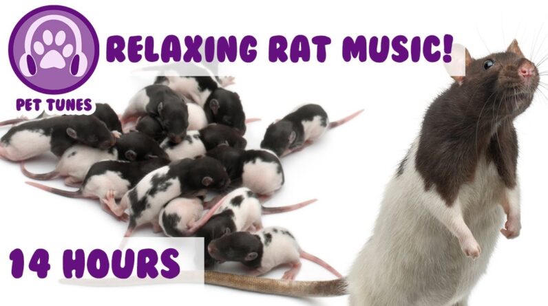 How To Calm My Rat, This is The Only Music That Works With Stressed, Anxious Rats and Mice 14 Hours!