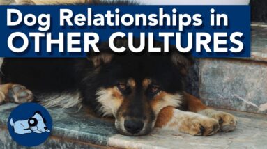 The Relationship with Dogs in Different Cultures!