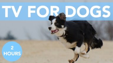 TV for Dogs! Fun Videos for Dogs to Watch + Music! NEW 2020!