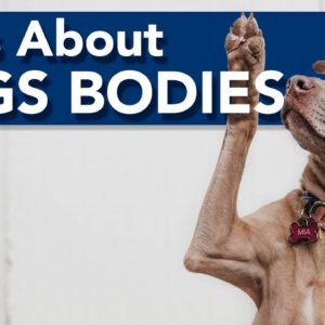 Unique Facts About Dogs Bodies!