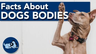 Unique Facts About Dogs Bodies!
