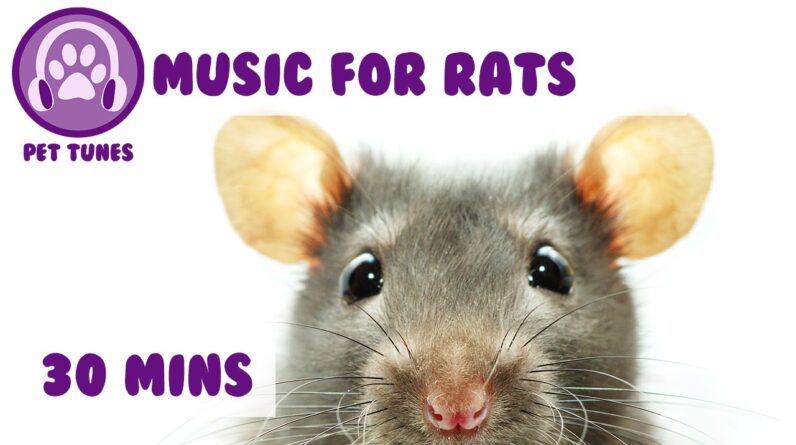 Music for Your Pet Rat! Rat Music, Calm Down Your Rat with Relaxing Music