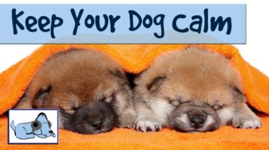 Keep Your Dog Calm and Relaxed Even During Fireworks - Music Therapy For Dogs