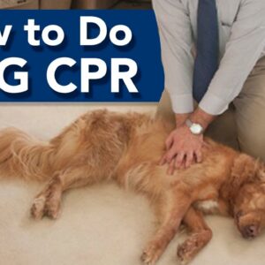 How to Administer Dog CPR!