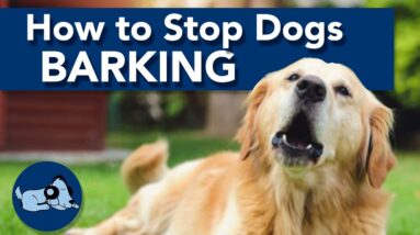 How to Train Your Dog Not to Bark!