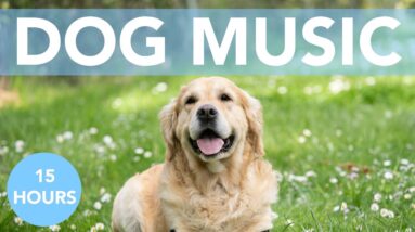 Music for Dogs! Relaxing Songs to Help Your Dog Sleep! NEW 2021