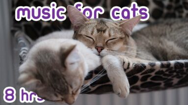 Relaxing Cat Music - 8 Hours of Cat Sleep Music + Cute Cat Clips!