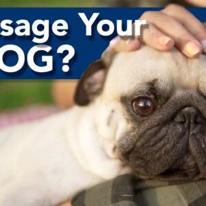 Should You Massage Your Dog?