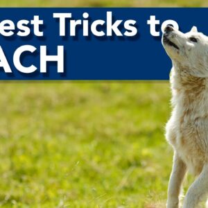 The 4 Easiest Tricks to Teach a Puppy!