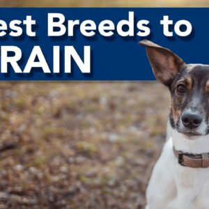 Top 5 Easiest Dog Breeds to Train!