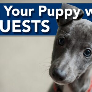 Train Your Puppy to Behave Around Guests!