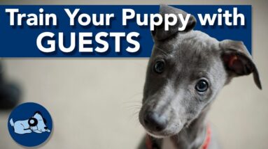 Train Your Puppy to Behave Around Guests!