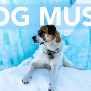 DOG MUSIC! Soothing ASMR to Help Your Dog Sleep! No More Anxiety!