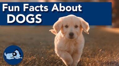 Fun Facts About Dogs!