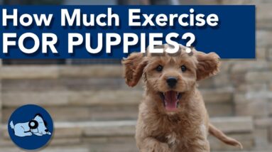 How Much Exercise Do Puppies Need?