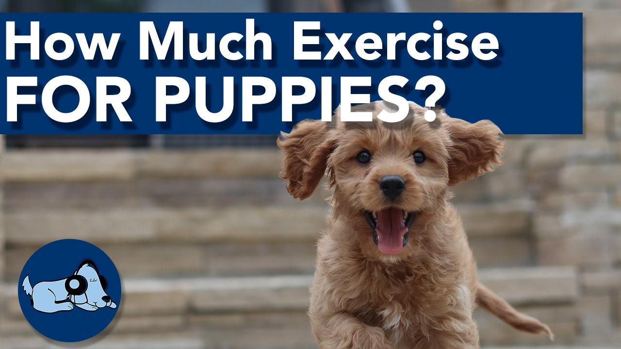 how-much-exercise-do-puppies-need