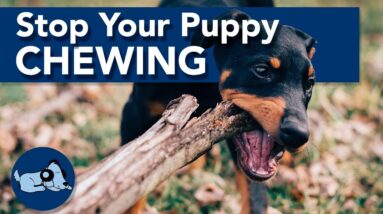 Stop Your Puppy Chewing!