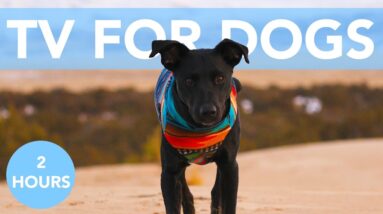 TV for Dogs! Beach Adventures for Your Dog with Chill Out Music!