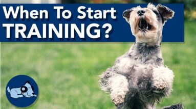 When Should You Start Training Your Puppy?