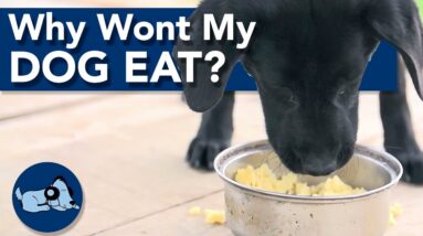 Why Won't My Dog Eat it's Food?