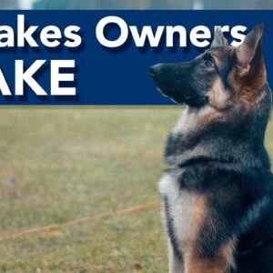 3 Mistakes Dog Owners Make!