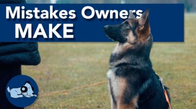 3 Mistakes Dog Owners Make!