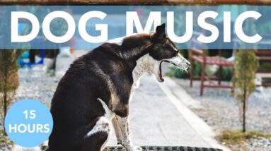ASMR Dog Music! Soothing Tones to Help Your Dog Sleep! NEW 2021!