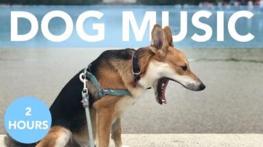 ASMR Music for Dogs! Relaxing Tones to Settle Your Dog! Reduce Anxiety!