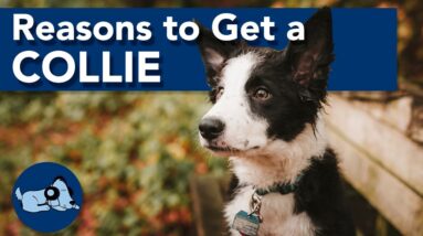 Reasons to Get a Border Collie!