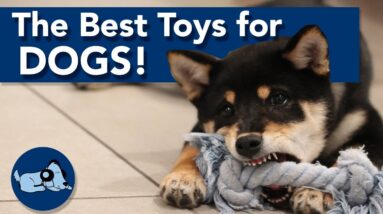 The Best Toys for Dogs!