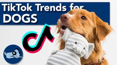 TikTok Trends to Do with Your Dog!